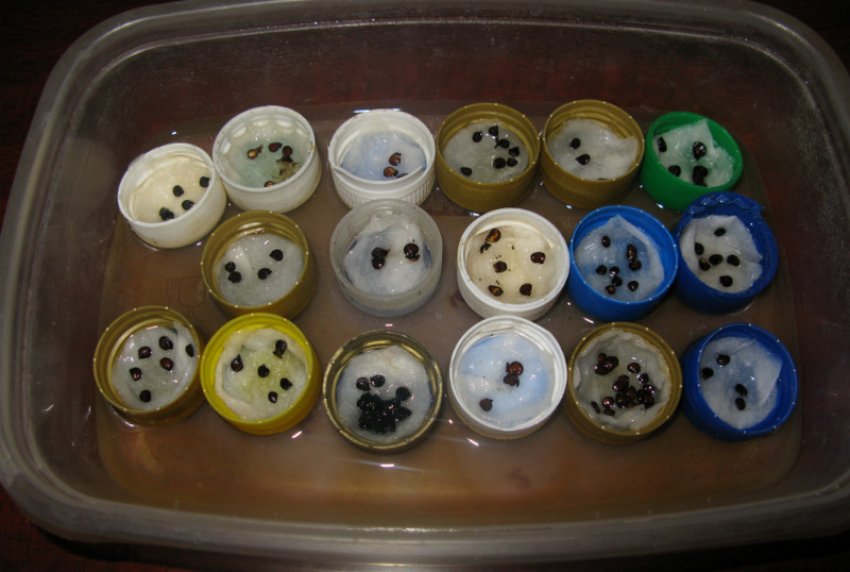 Насіння груші Насіння груші