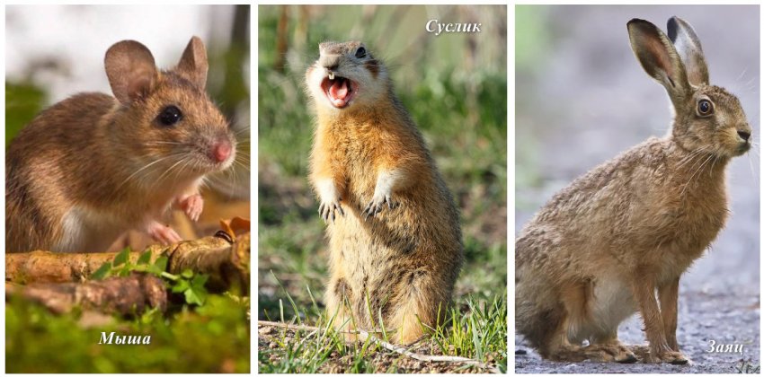 Гризуни, які шкодять плодовим деревам Гризуни, які шкодять плодовим деревам