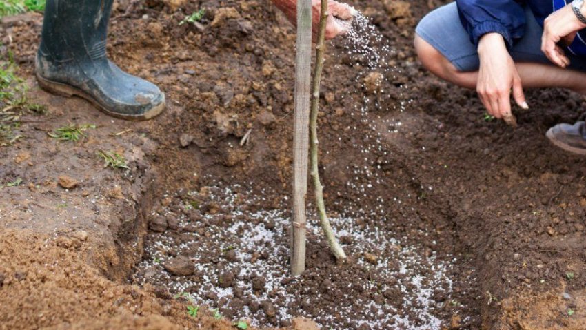 Підживлення Підживлення