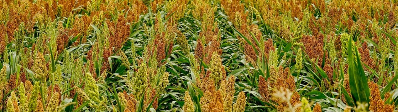 Сорго витісняє кукурудзу з українських полів: 2019 р. посівні площі збільшаться в 2,5 рази
