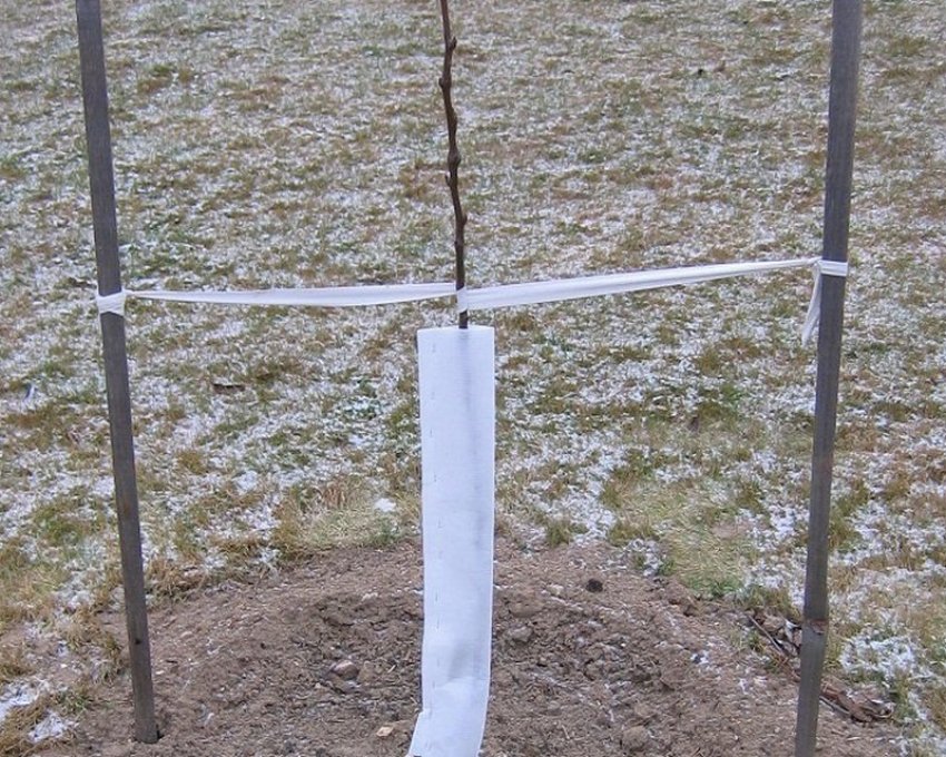 Молода груша Молода груша