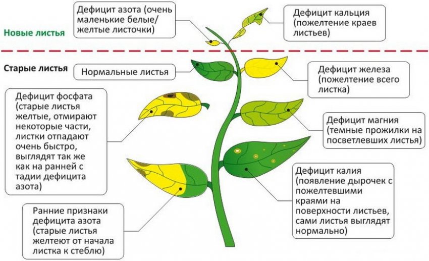 Нестача добрив Нестача добрив