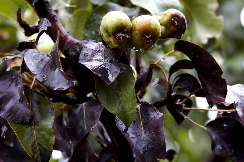 Бактеріальний опік груші Бактеріальний опік груші