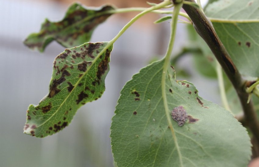 Бура плямистість груші Бура плямистість груші
