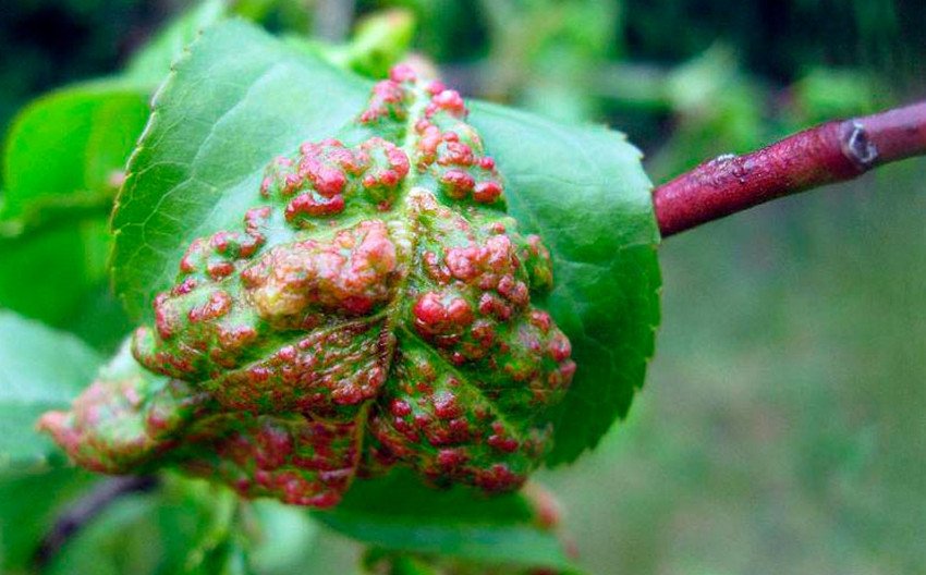 Курчавість листя Курчавість листя