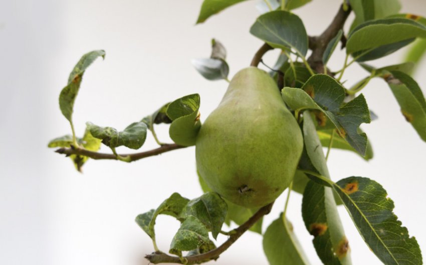 Декоративна груша Декоративна груша