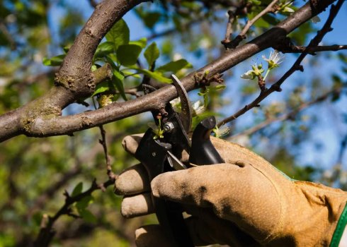 Особливості обрізки вишні в домашніх умовах для початківців