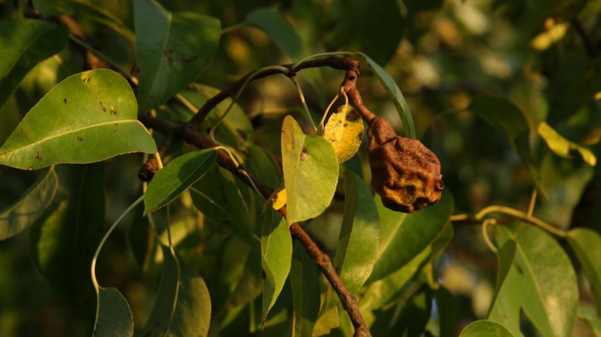 Почему гниют груши на дереве: что делать, главные причины и меры борьбы сболезнью и вредителями