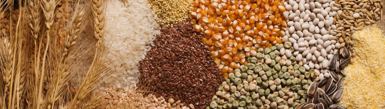 Казахстан збільшив експорт олійних культур