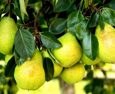 Колоновидна груша — особливості вирощування та догляду