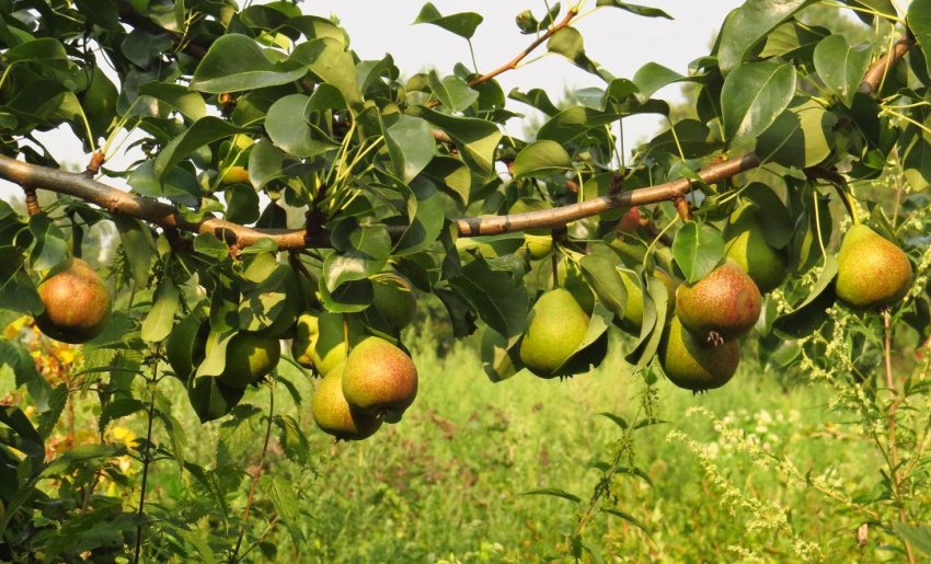 Колоновидні груші