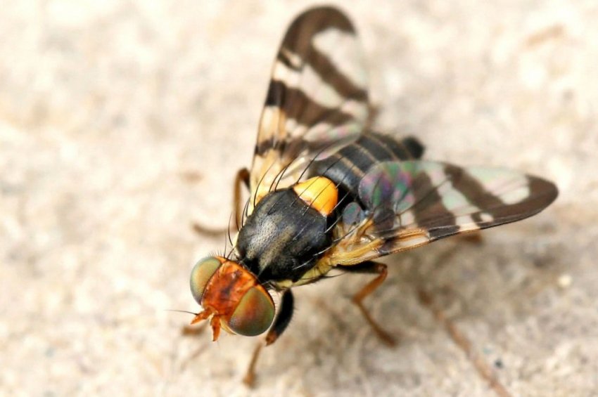 Вишнева муха