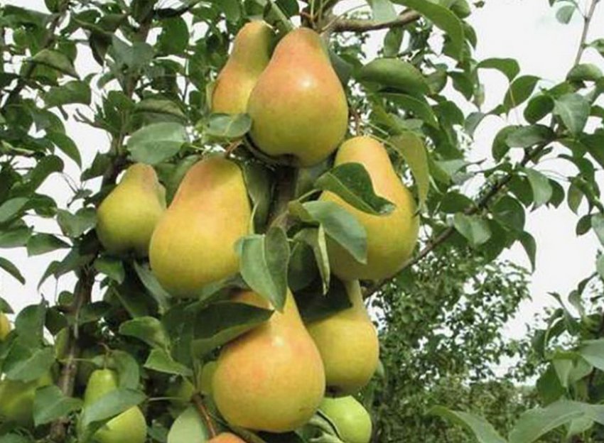 Груша Павловська