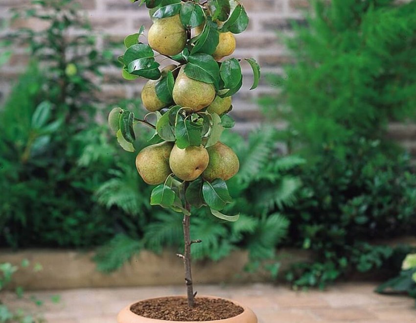 Груша Богатир