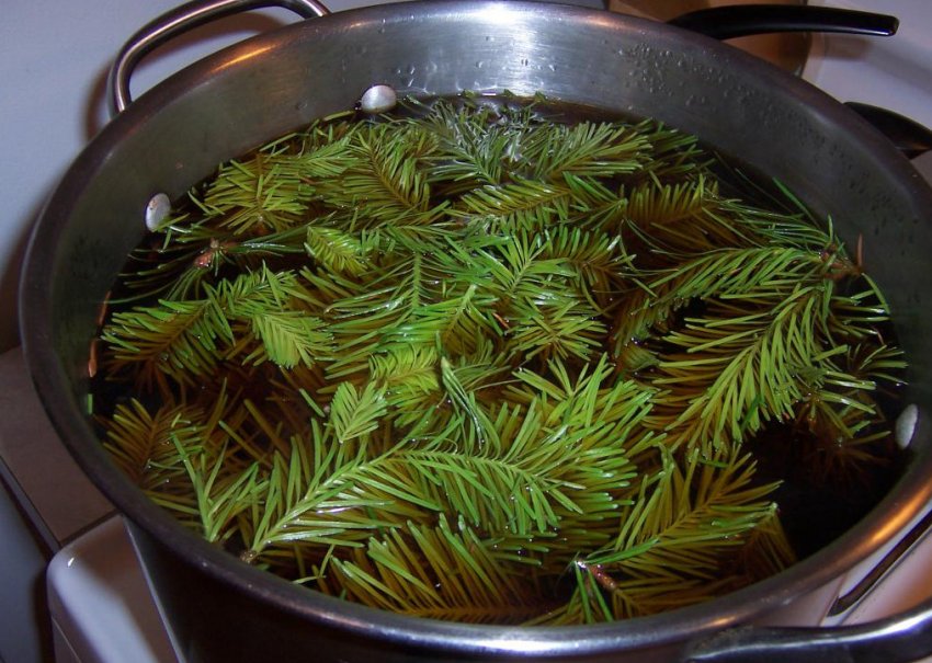 Приготування відвару з хвої