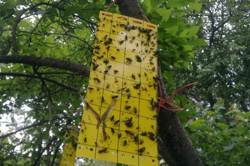 Липка пастка для мух