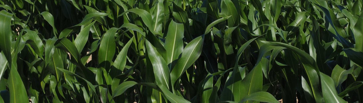 Південна Корея закупила 203 тисячі тонн фуражної кукурудзи