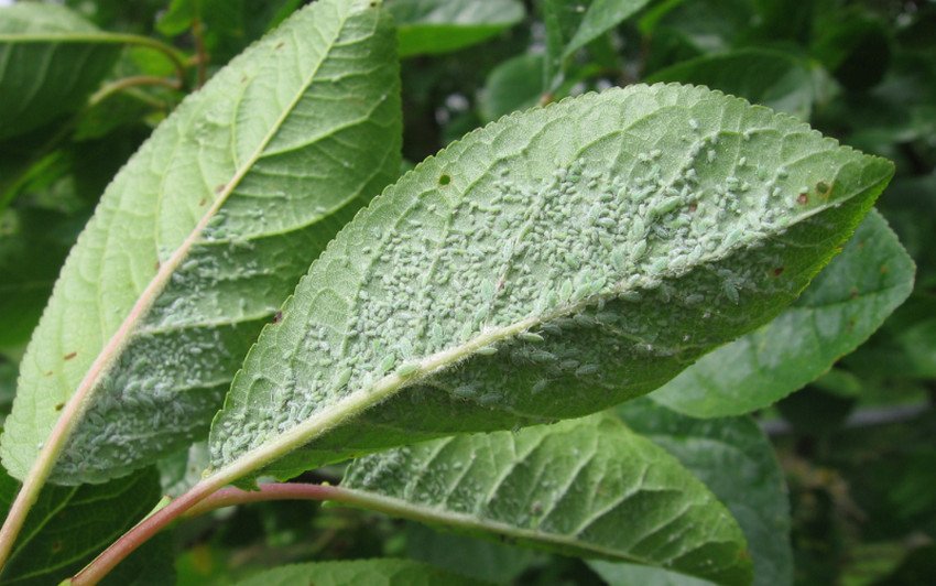 Попелиця на зливі