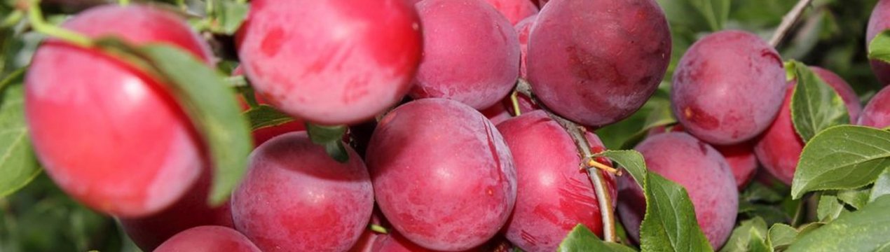 Вирощування сливи сорту Опал