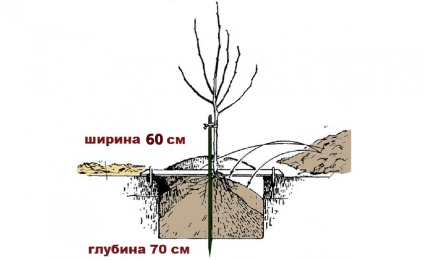 Схема посадки сливи
