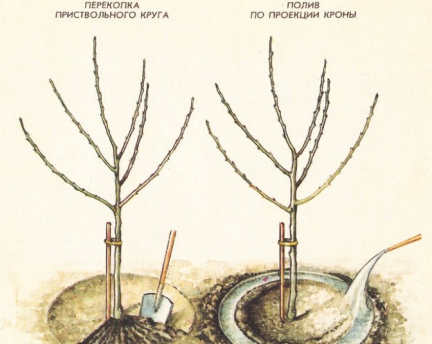 Полив груші