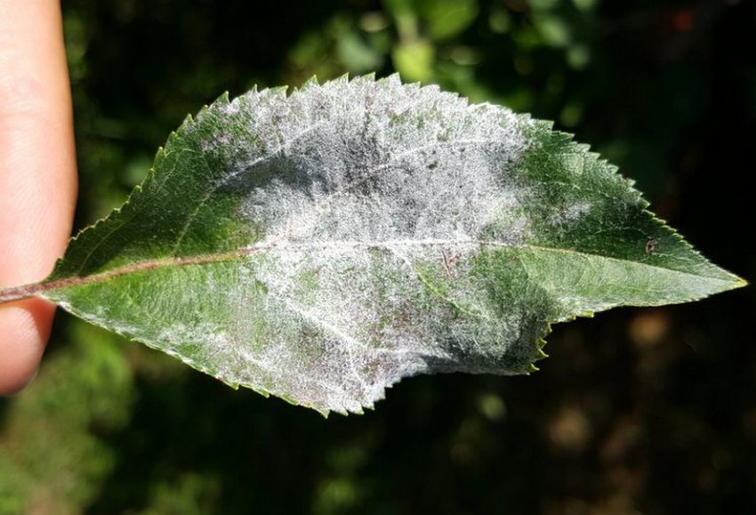 Борошниста роса на листі груші