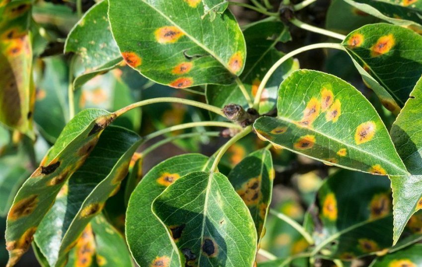 Іржа на листках груші