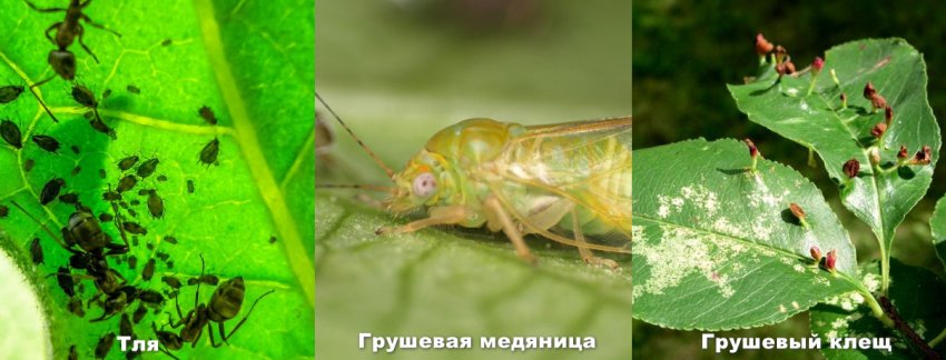 Шкідники груші