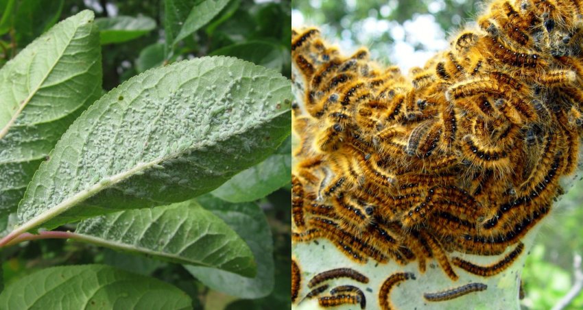 Попелиця на листках сливи і шовкопряди