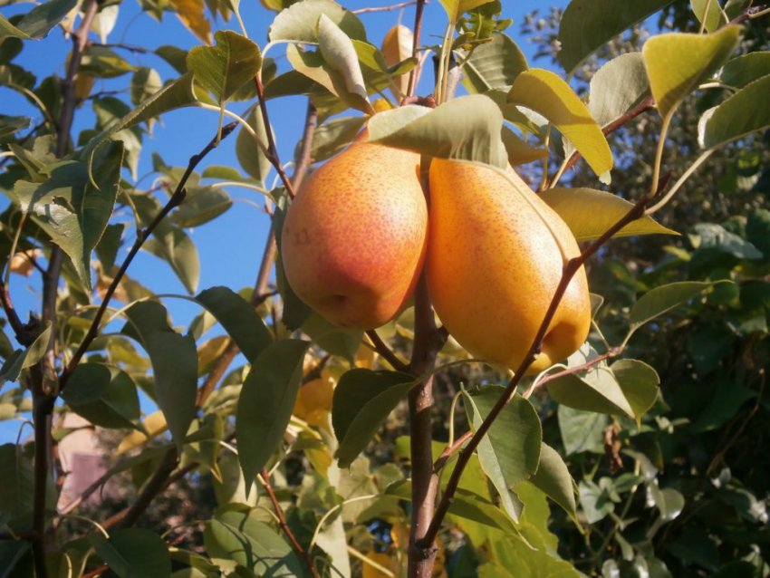 Груша Бере Річна