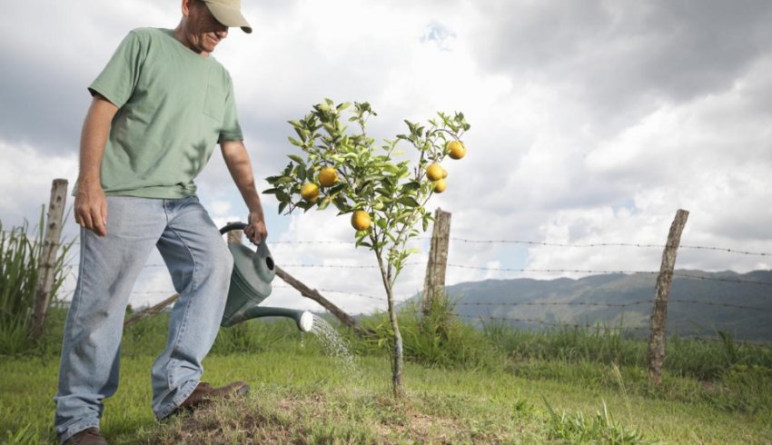 Полив груші Полив груші