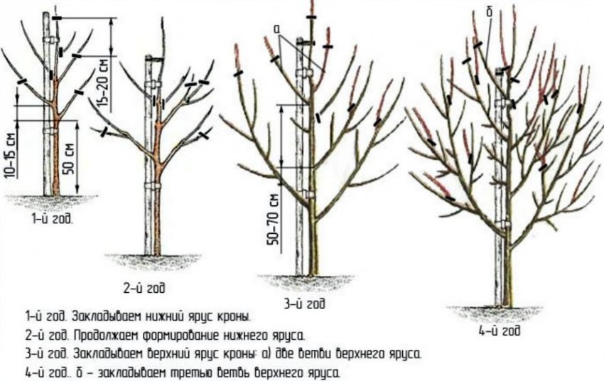 Обрізання груші Обрізання груші