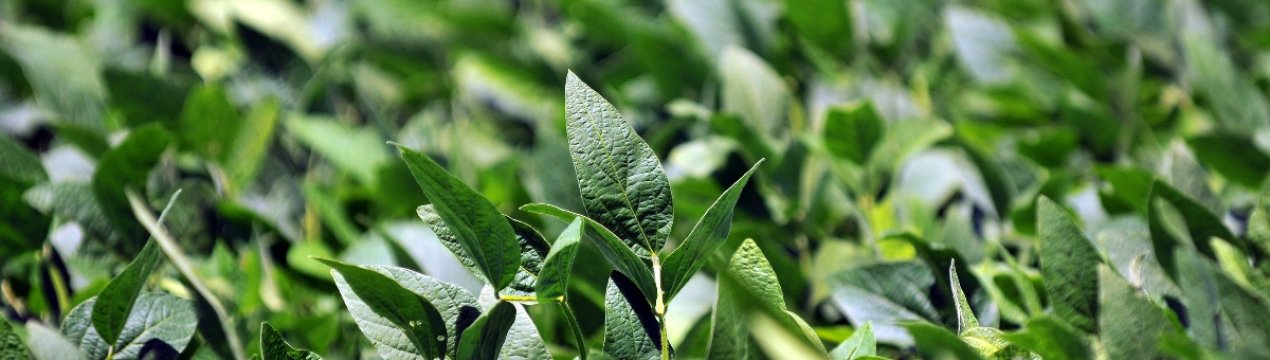 Стан 10,4% посівів сої в Аргентині оцінюється як відмінний