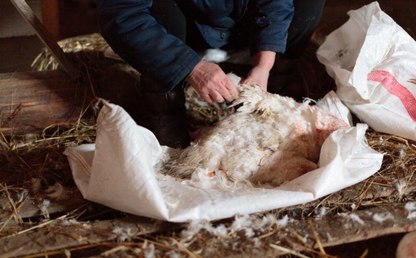 Общипування качки Общипування качки