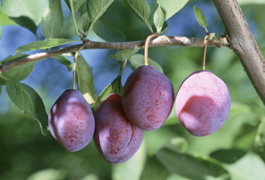 Плоди сливи Цукеркова