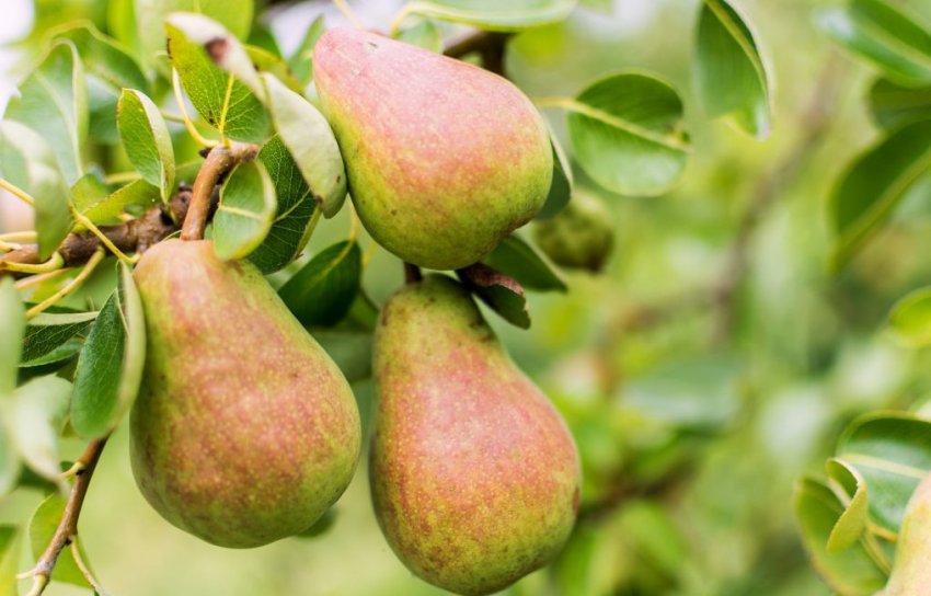 Груша сорту Російська красуня