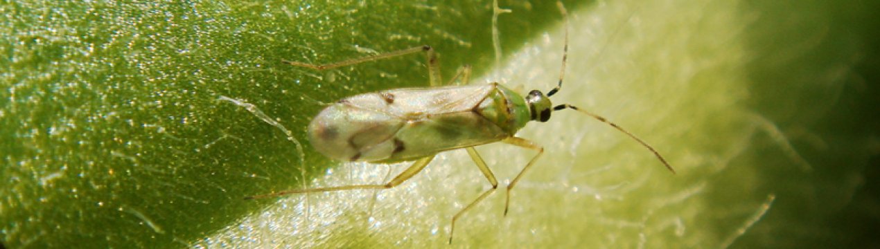 У боротьбі з шкідниками українським аграріям допоможе хижий клоп незиодикорис