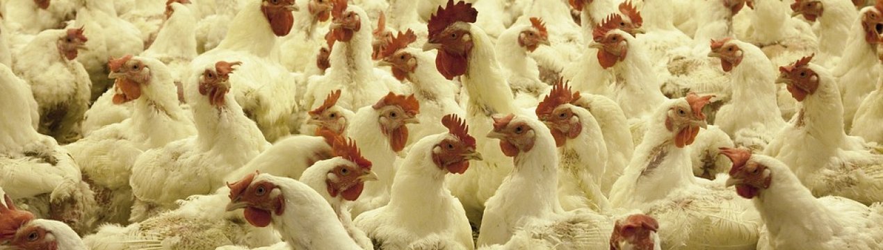 Україна заважає Польщі вигідно експортувати курятину