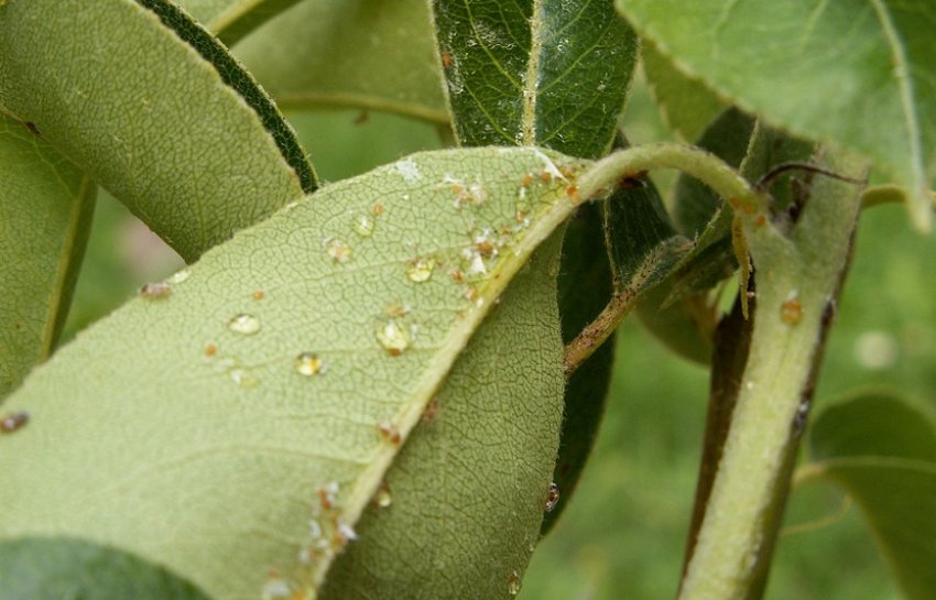 Грушева медяниця на листках
