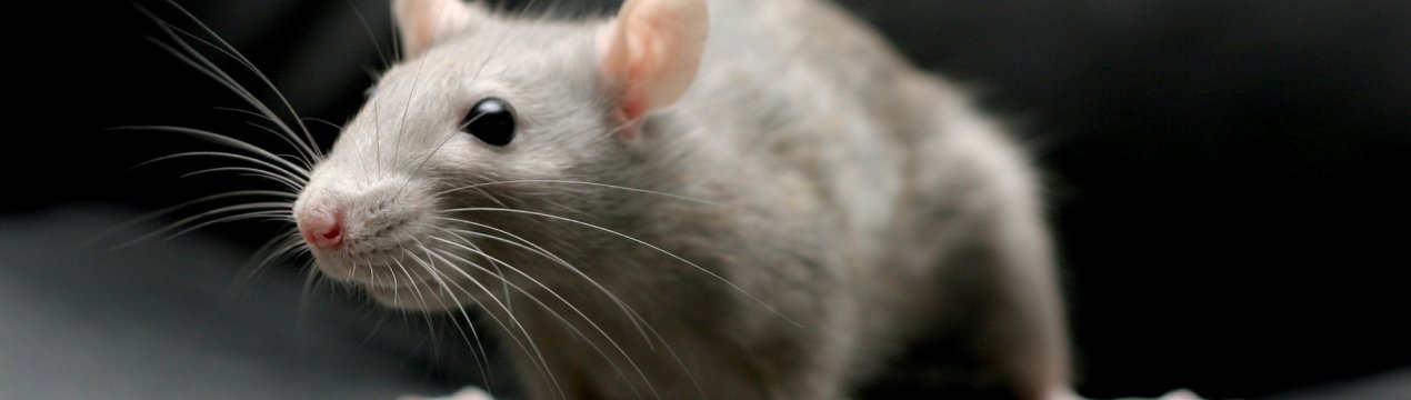 Виробники пітерської ковбаси ділять виробничі приміщення з щурами, брудом і непізнаним м'ясом