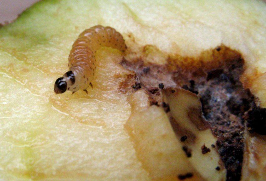 Плодожерка в груші