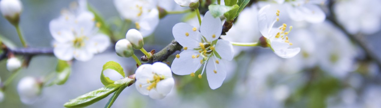 Ставропіллі суперинтенсивно перетворюється на гігантський сад