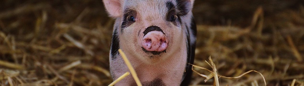 Ні свині — немає проблеми. Зменшення кількості приватних господарств допоможе побороти АЧС в Україні