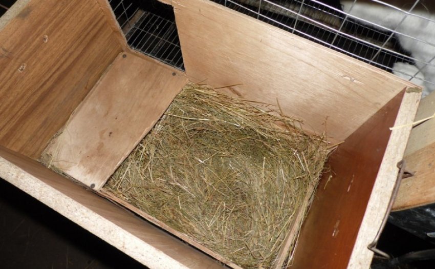 Маточник Маточник