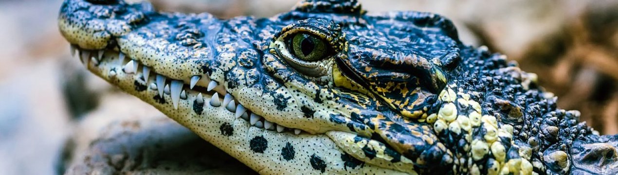 Незвичайні фермери з Вінниці вирощують крокодилів