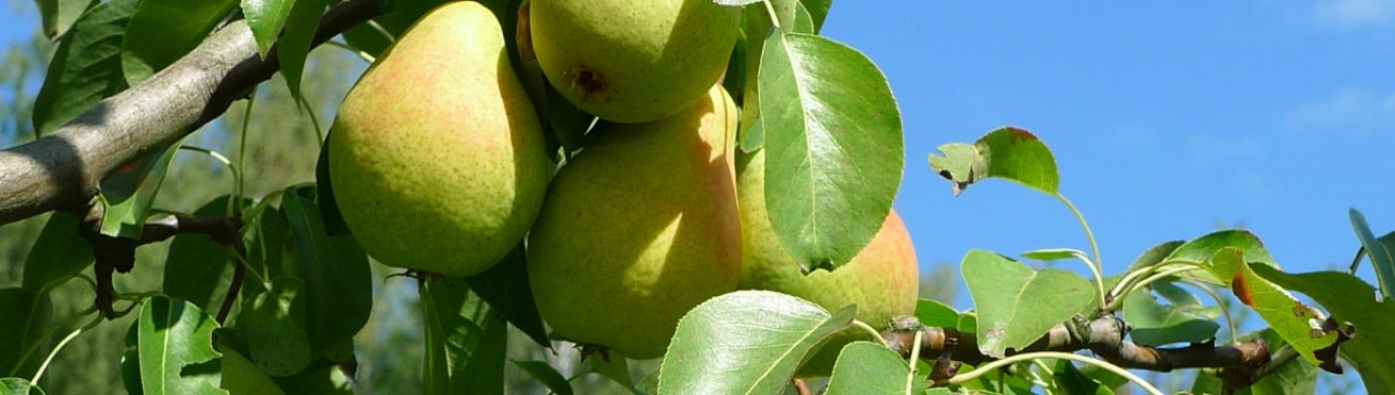 Сорт груші Казкова: ботанічний опис і характеристика сорту