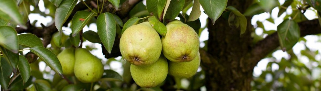 Особливості посадки і догляду за грушею Россошанская