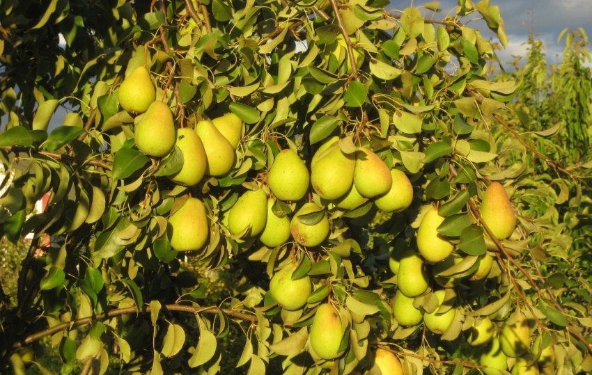 Груша Казкова