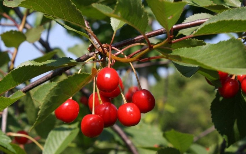 Вишня Шубинка Вишня Шубинка