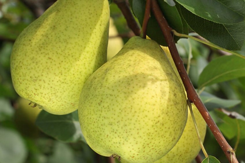 Груша Казкова